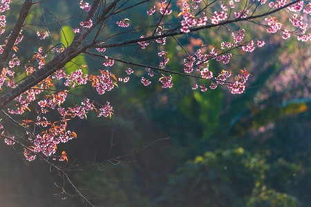 樱桃花 Prunus cerasoides 或野生喜马拉雅樱桃，泰国 Phetchaboon Phu Lom Lo 的巨型虎花。