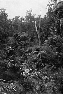 原始森林摄影照片_新西兰的原始森林，复古雕刻。