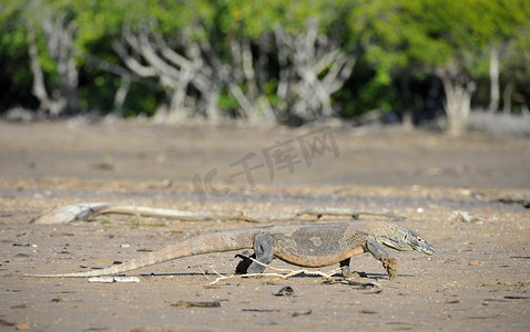 科莫多巨蜥 (Varanus komodoensis)