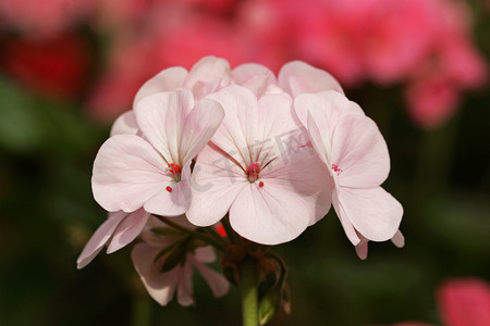 粉色天竺葵花