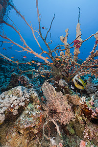 红海中的鱼和热带珊瑚礁。