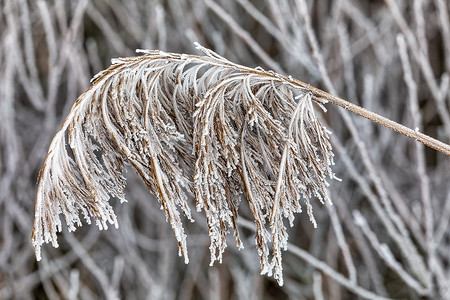 芦苇灯摄影照片_在冬天霜的芦苇