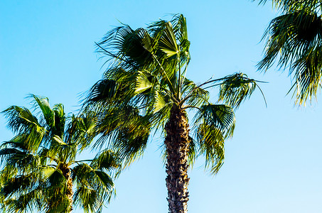 美丽的棕榈树，异国情调的植物象征着假期，炎热的天气，大叶子