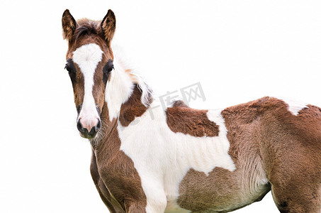 孤立的棕色和白色的马