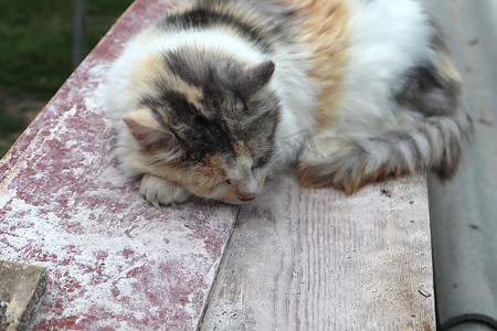 猫睡在木凳上