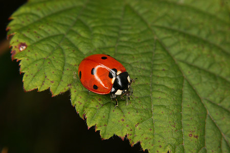 七星瓢虫摄影照片_七星瓢虫 (Coccinella septempunctata)