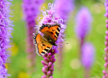 医美紫色摄影照片_小龟甲蝴蝶坐在一朵紫色的花上