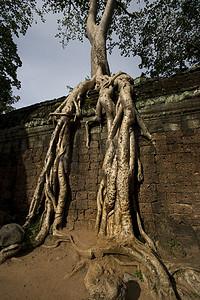 有根的树摄影照片_有巨根的树