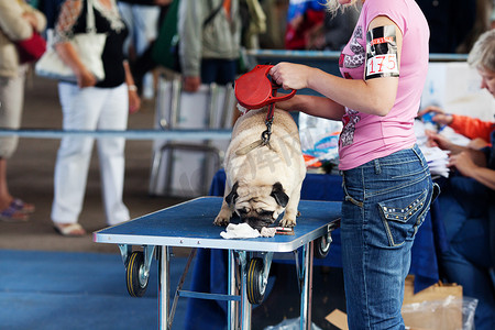 “萨马拉，俄罗斯 - 8 月 26 日：所有俄罗斯国家狗展”