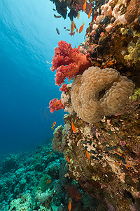 海底鱼背景摄影照片_红海中的鱼和热带珊瑚礁。