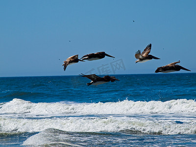 以鹈鹕为特色的海边的各种海鸟