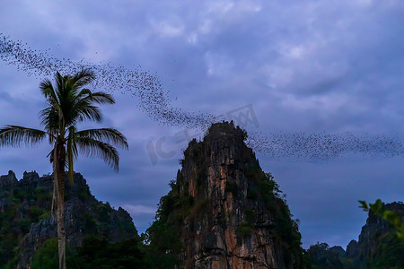 在泰国 Noen Maprang Phitsaunlok 的夜景中，一群蝙蝠正在飞翔，在暮色的天空中觅食