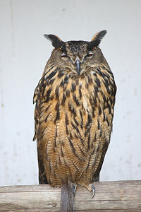 雕鸮（Bubo bubo）