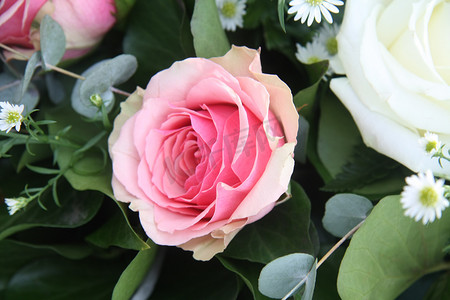 玫瑰花单支摄影照片_单支粉红玫瑰