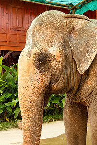 大象耳朵摄影照片_动物园里的大象