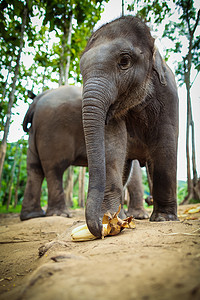 小象玩耍和吃地上的玉米。