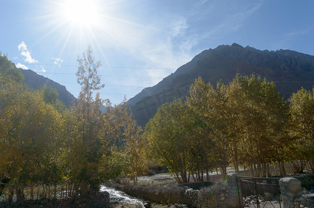 中华民国安徽省黄山山脉森林美丽的黄杨树和松林地，秋叶在夕阳下落叶。