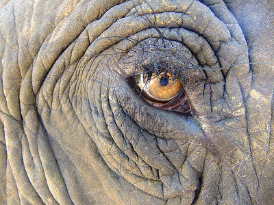 maximus摄影照片_大象的眼睛 (Elephas maximus)