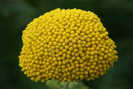 细叶摄影照片_黄色开花蕨叶欧蓍草 (Achillea filipendulina) 的特写镜头