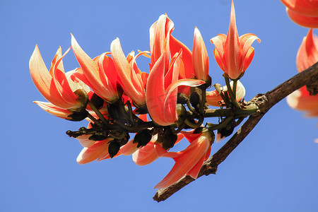柚木摄影照片_花束中的混种柚木花是红橙色的。