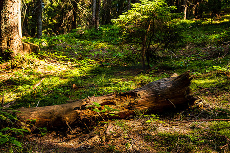 山林小路摄影照片_透过森林树木，山林细节上的阳光
