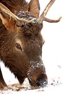 圣诞节麋鹿摄影照片_加拿大冬季的麋鹿