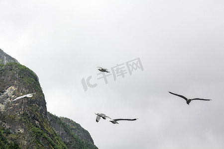 海鸥飞过挪威美丽的山峡湾景观。