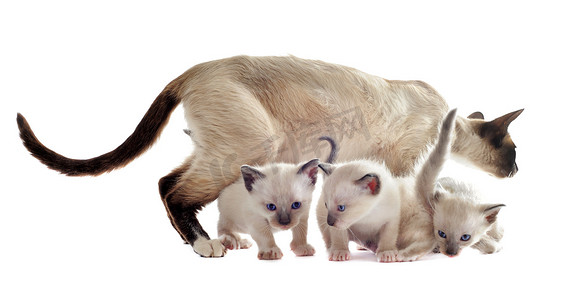 动物和妈妈摄影照片_暹罗小猫和妈妈