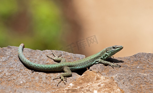 休息一下下摄影照片_“阳光下的绿蜥蜴，马德拉岛”