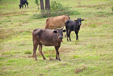 农场动物图片摄影照片_牛在农场
