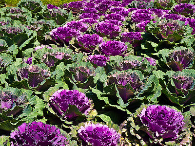 自然界中的紫花白菜