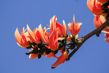 花束中的混种柚木花是红橙色的。
