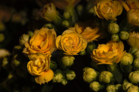 黄色 Calandiva 花自然光特写 (Kalanchoe blossfeldiana)