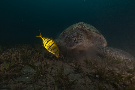 海底植物摄影照片_红海中的绿海龟 (chelonia midas) 和鲹。