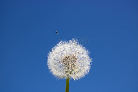 白色蓬松的蒲公英种子，在清澈的蓝天上
