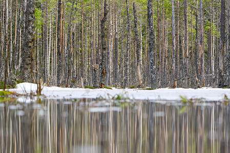 爱沙尼亚早春松林沼泽，开阔水域和雪