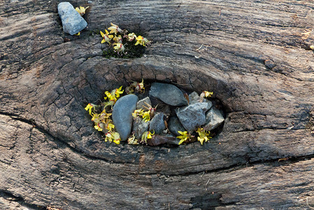 花朵石头摄影照片_石头上的木纹和黄色的花朵