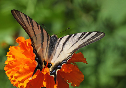 珍稀昆虫摄影照片_珍稀的燕尾蝶
