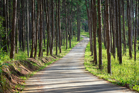美丽的小路与自然松树在夏季阳光下在乡村森林