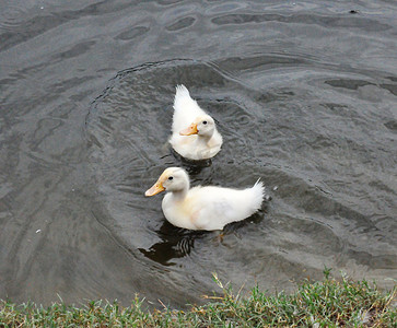 两只鸭子游泳