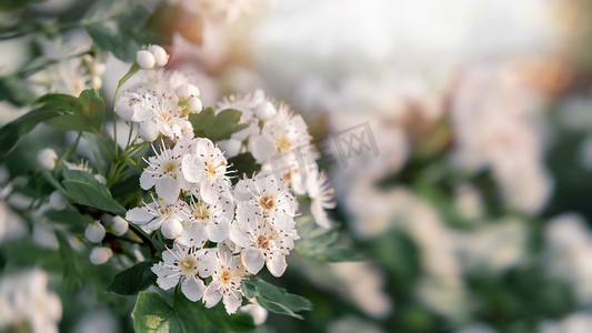 春天花园里山楂的精致白花，特写