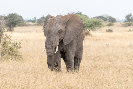 牧者摄影照片_走在草地的非洲大象