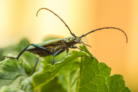 麝香摄影照片_麝香甲虫 - Aromia moschata - 口器的特写镜头。
