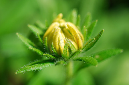 黄金菊黑眼苏珊花蕾