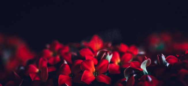 红色花朵全景边框