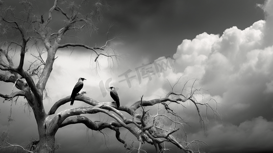 在多云的天空下，两只黑白相间的鸟在树上
