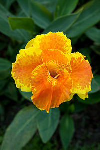 橙色美人蕉花卉植物
