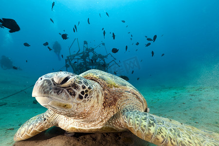 海底植物摄影照片_红海中的绿海龟 (chelonia mydas)。