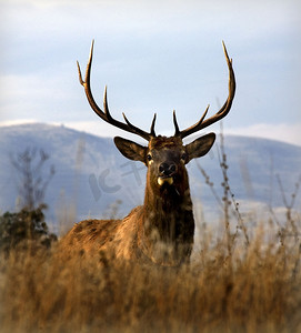大麋鹿与角架国家野牛范围查洛蒙大拿州