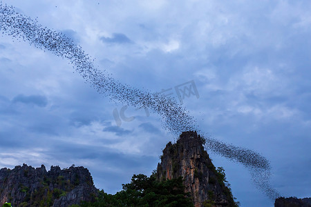 在泰国 Noen Maprang Phitsaunlok 的夜景中，一群蝙蝠正在飞翔，在暮色的天空中觅食